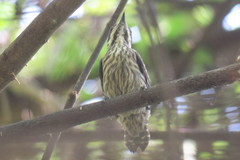 Yungipicus moluccensis