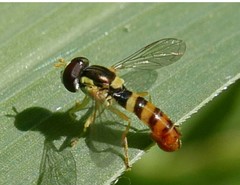 Sphaerophoria rueppellii