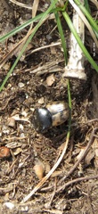 Onthophagus japonicus