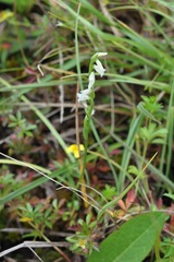 Spiranthes aestivalis