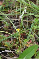 Spiranthes aestivalis