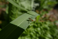 Sphaerophoria rueppellii