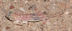 Pachydactylus rangei