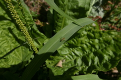 Sphaerophoria rueppellii