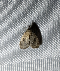 Parahypenodes quadralis