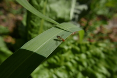 Sphaerophoria rueppellii