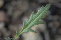 Senecio eremophilus kingii
