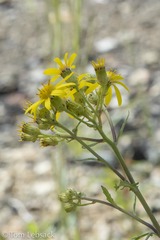 Senecio eremophilus kingii