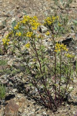 Senecio eremophilus kingii