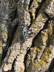 Plectrodera scalator