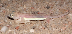 Pachydactylus rangei