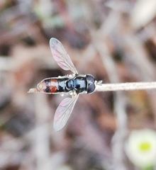 Paragus haemorrhous