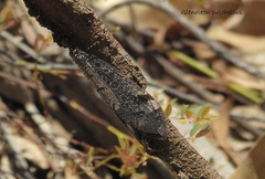 Glenoleon pulchellus