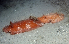 Platydoris argo