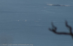 Megaptera novaeangliae