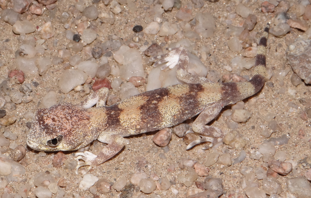 Namib Chirping Gecko