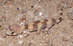 Ptenopus carpi