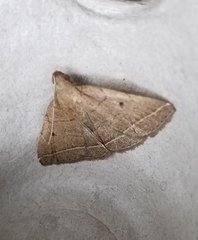 Zanclognatha obscuripennis