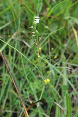 Spiranthes aestivalis