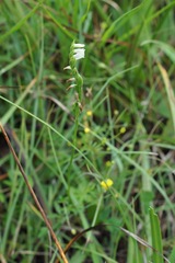 Spiranthes aestivalis