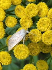 Photedes fluxa