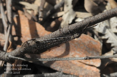 Glenoleon pulchellus