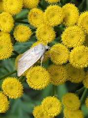 Photedes fluxa