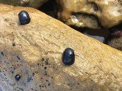 Nerita atramentosa