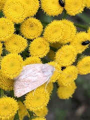 Photedes fluxa