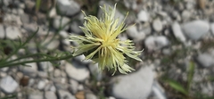 Centaurea dichroantha