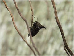 Alcimocoris japonensis