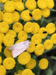 Photedes fluxa