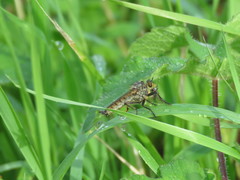 Eutolmus rufibarbis