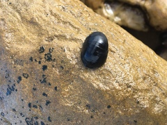 Nerita atramentosa