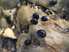 Nerita atramentosa