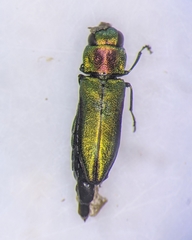 Anthaxia dichroa