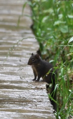 Sciurotamias davidianus