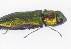 Anthaxia dichroa