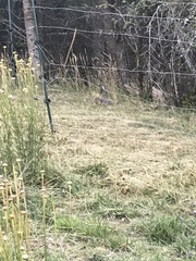 Urocitellus columbianus