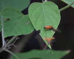 Clerodendrum villosum