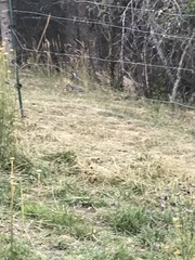 Urocitellus columbianus