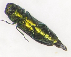 Anthaxia dichroa