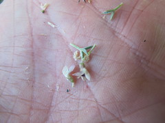 Astragalus kentrophyta danaus