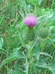 Cirsium vulgare