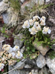 Achillea erba-rotta