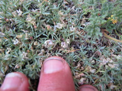 Astragalus kentrophyta danaus