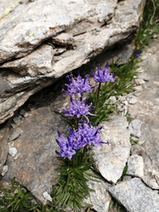 Phyteuma globulariifolium