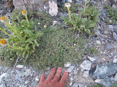 Astragalus kentrophyta danaus