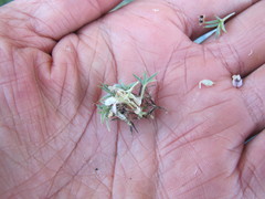 Astragalus kentrophyta danaus