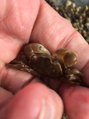 Paragrapsus quadridentatus